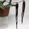 bulbophyllum habrotinum